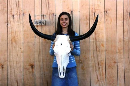 Steer skull and 2&#039; 9&#034; long horns cow longhorns h6292 for sale