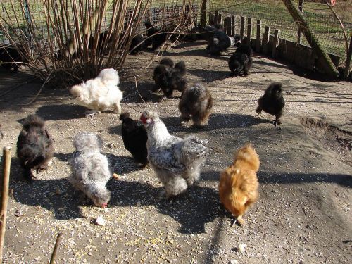 12 assorted silkie hatching eggs CUCKOO,black,splash,gray, red mixed beautiful