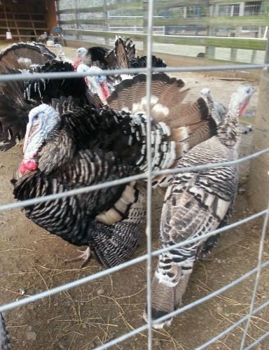 1 DOZEN HERITAGE NARRAGANSETT TURKEY HATCHING EGGS