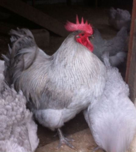 12+ ENGLISH ORPINGTON HATCHING EGGS.  BLACK AND LAVENDER.  PURE COLORS. NPIP
