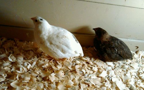 12 COTURNIX QUAIL HATCHING EGGS