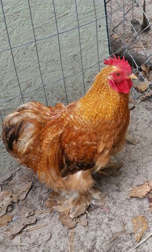 8 Lemon Cuckoo Bantam Hatching Eggs