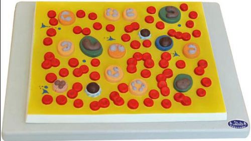 Desktop Blood Cell Medical Teaching Education Model NEW