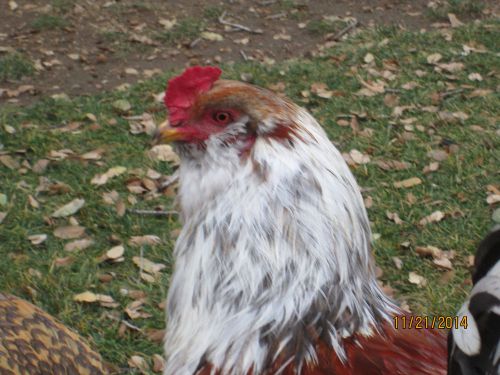 12 Ameraucana/ Easter Egger / Olive Egger Blue / Green Hatching Eggs