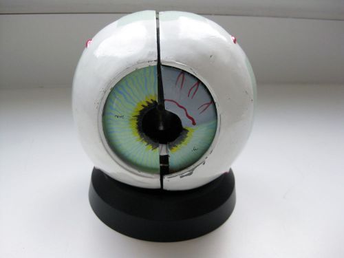 Vintage Antique Eyeball Anatomical Eye Model - Many Hand Painted Parts