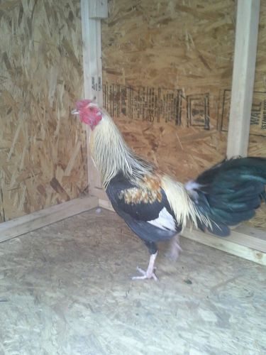 (20) Tornado Gray Game Fowl Hatching Eggs