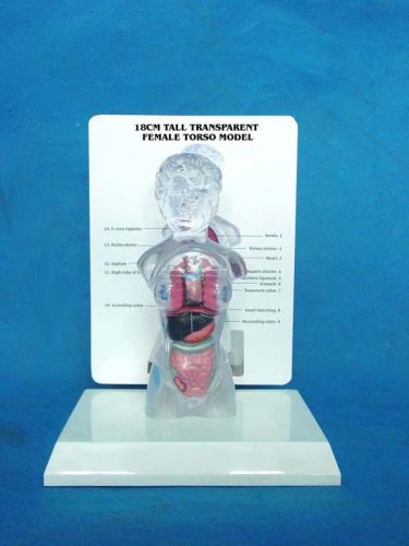 Rs human 18CM Anatomy Model transparent trunk Torso with visceral (10 pc) TEACH