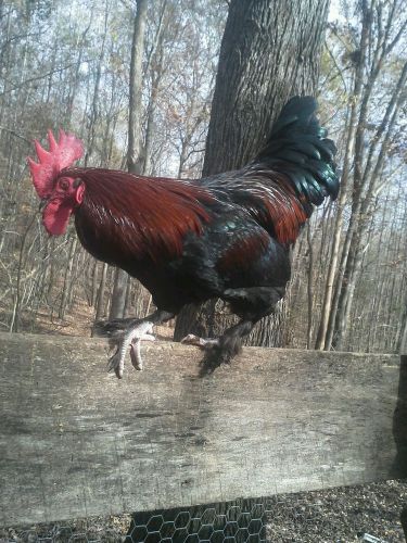 12+ French Black Copper Marans, Bev Davis, Wade Jean, Cottage Hill bloodlines