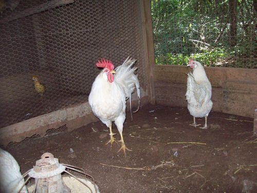 10+2 extra White Leghorn hatching eggs