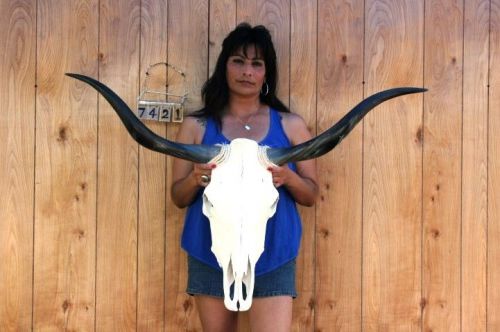 Steer skull long horns 3&#039; 7&#034; cow bull skulls horn h7421 for sale