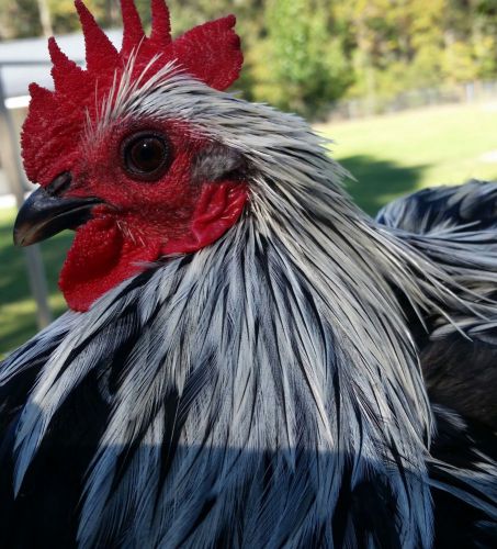 6 BIRCHEN COCHEN BANTAM HATCHING EGGS