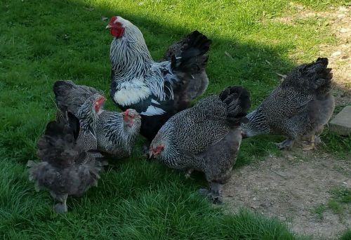 10+ Dark Brahma LF Chicken Hatching eggs