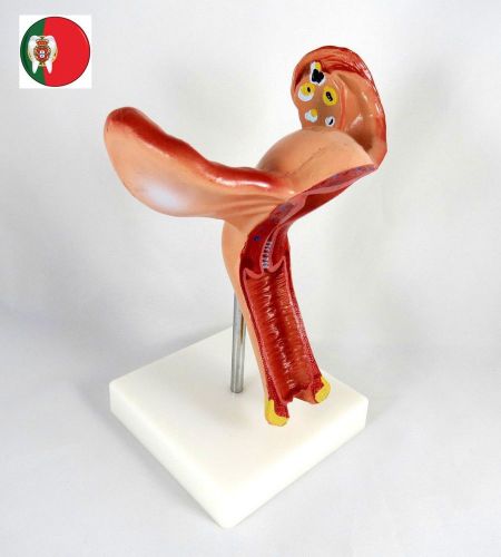 Professional Medical Educational Anatomy Human Woman Uterus IT-086 ARTMED