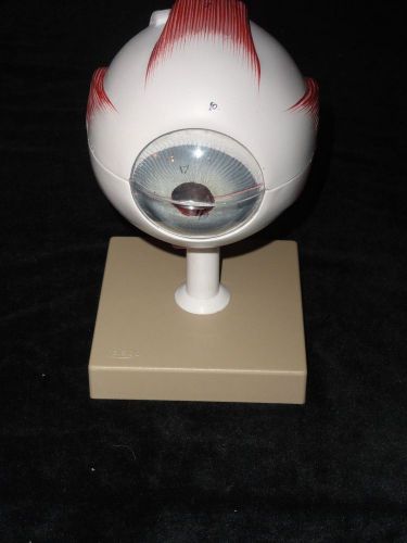 Eye anatomical model normal anatomy 6-part cutaway special education lfa #x101 for sale