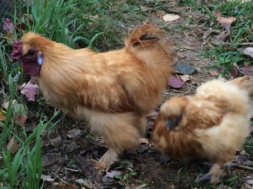 Buff Silkie Hatching Eggs