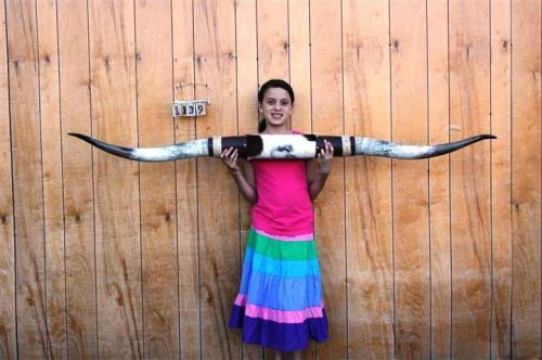 STEER LONG HORNS 5&#039; 10&#034; NO SKULL SKULLS HORN COW BULL LH1139