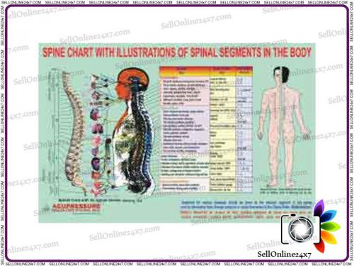 Spine New Chart Spinal Segments Is is Very Useful  in Health