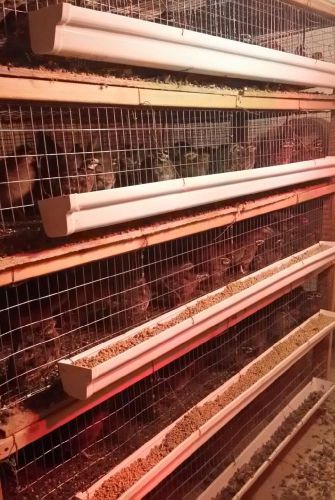 250 Bobwhite Quail Hatching Eggs NPIP Ready Now!