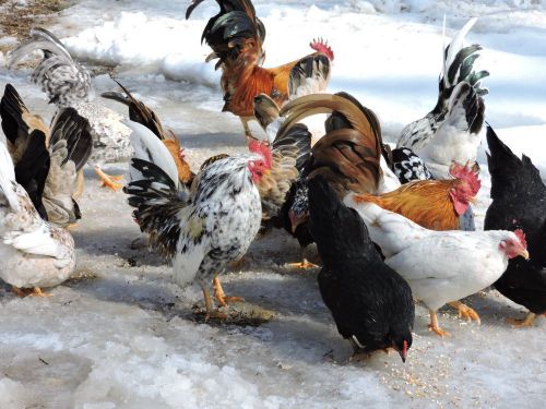 12+   SERAMA BANTAM HATCHING EGGS