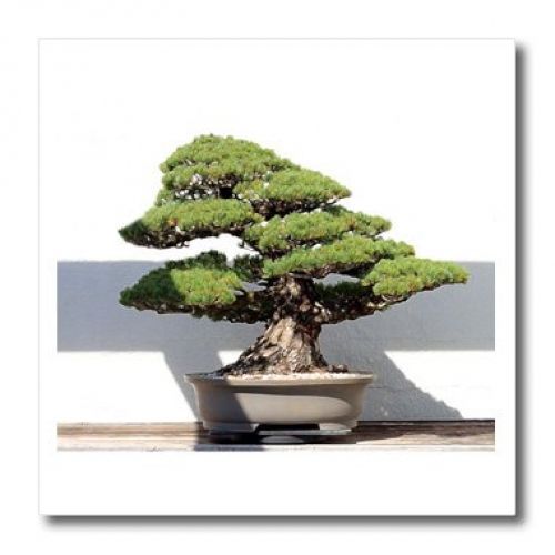 3dRose ht_4114_3 Bonsai Tree-Iron on Heat Transfer Paper for White Material, 10