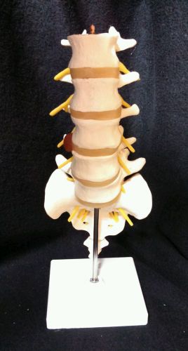 3b scientific - a76/5 lumbar spinal vertebral column anatomical model (a 76/5) for sale