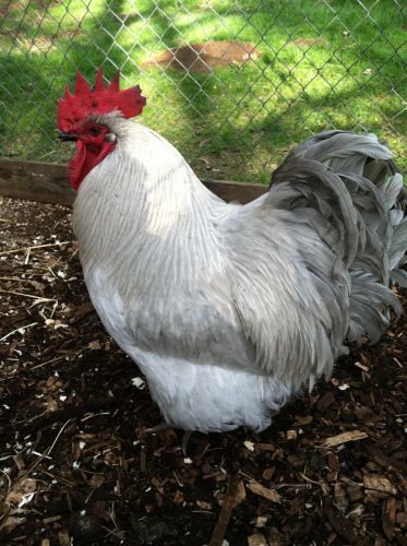 100% English Lavender Orpington LF hatching eggs