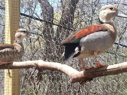 3 RINGED TEAL DUCK HATCHING EGGS (PRE-SALE)