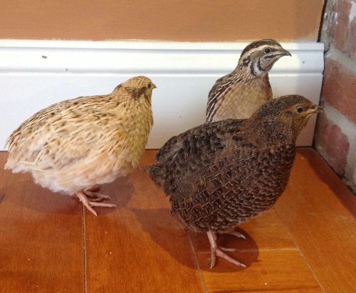 40 + Extra Jumbo Coturnix Quail  Hatching Eggs