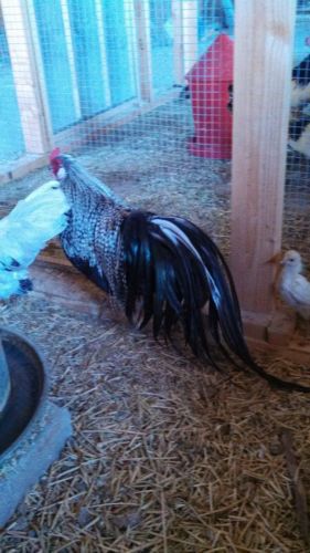 Fertile Chicken Hatching Eggs: 12+ Fly Tie