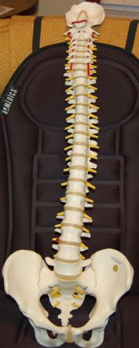 Life Size HUMAN VERTEBRAL SPINAL COLUMN ANATOMICAL MODEL SPINE VERTEBRAE