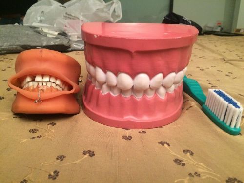 DENTAL ADULT LARGE &amp; STANDARD TYPODONT DEMONSTRATION MODEL