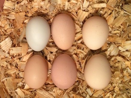 6 + HATCHING EGGS, BARNYARD MIX CHICKENS