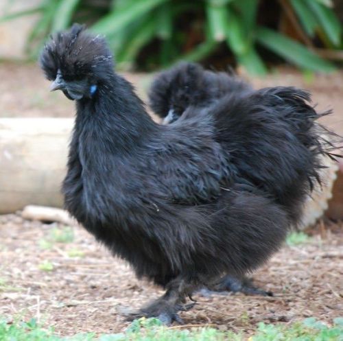 8+ Silkie Hatching eggs