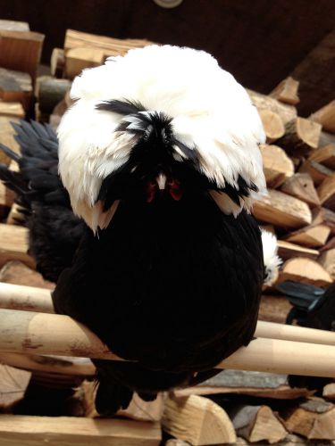 6+ SHOW QUALITY BANTAM POLISH CHICKEN HATCHING EGGS -White Crested Black-