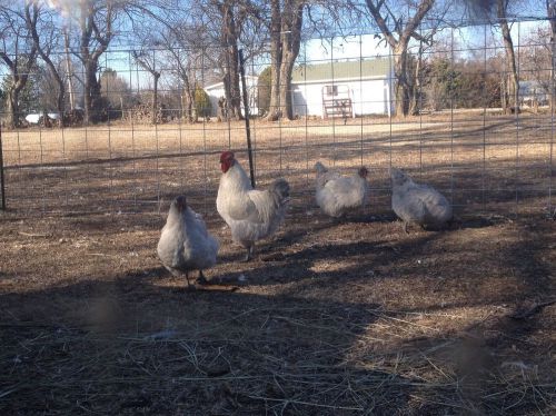 6 English Lavender Orpington hatching eggs