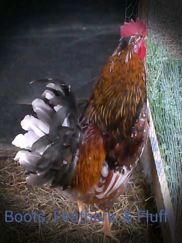 12 Swedish Flower Hens Hatching Eggs