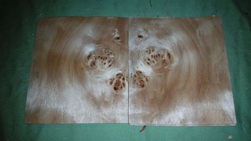 Mappa Burl leafs @ 6 x 5.25 wood veneer (v1672)