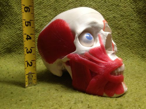 3B SCIENTIFIC CLASSIC HUMAN SKULL 3-PART DENTAL MEDICAL WAXED MUSCULATURE + EYE