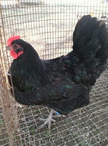 6 + 6 purebred black australorp fertile hatching eggs! for sale