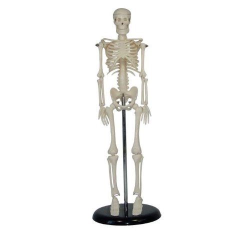 16.5  HUMAN SKELETON ANATOMICAL MODEL w / STAND