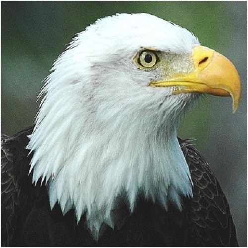 30 Custom Bald Eagle Personalized Address Labels