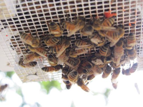 HONEY BEE FEEDERS   (CUSTOM BUILT)
