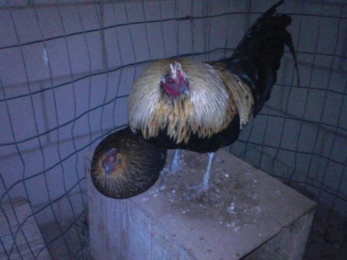 Gamefowl hatching egg