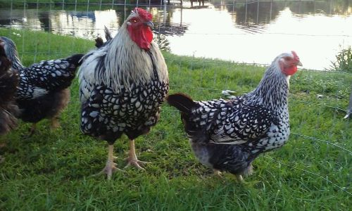 12+ Silver Laced Wyandotte fertile hatching eggs