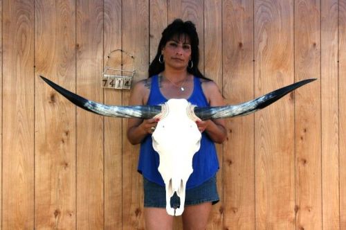 STEER SKULL LONG HORNS 4&#039; 1&#034; COW BULL SKULLS HORN H7414