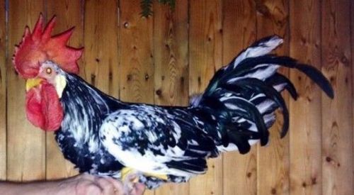 EXCHEQUER LEGHORN PURE YELLOW LEGS ( 12 ) HATCHING EGGS