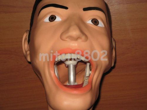 COMPLETE DENTAL MANIKIN SIMULATOR PHANTOM BENCH MOUNT TEETH TOTH DENTOFORM STUDY