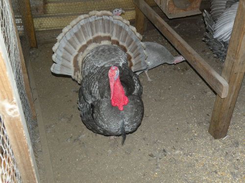 10+ FRESH,FERTILE PATRIOT TURKEY HATCHING EGGS