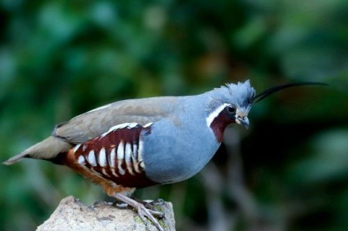 6 Exotic Quail (Mountain, Bluescale Gambles &amp; Valley (Hens Choice) Hatching Eggs