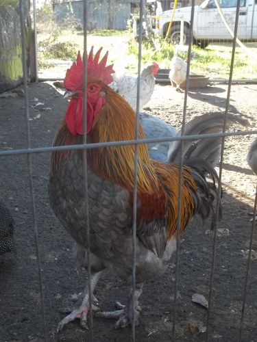 Marans  Black Copper, Blue Copper,Blue and Splash 12 + hatching eggs